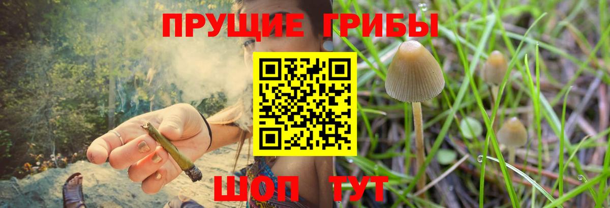 Сосновоборск  Псилоцибиновые грибы прущие грибы  Вход с VPN 
